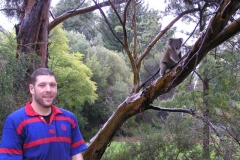 Koala-1